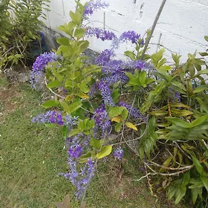  Appartement Les Bougainvilliers Guadeloupe